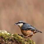 亚马逊入驻条件有哪些