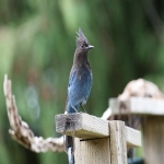 店铺分类-跨境电商店铺有哪些类型-