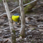 跨境平台:全球贸易的新引擎