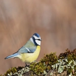 怎么做谷歌seo推广？