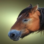 亚马逊展示型广告如何更加高效布局