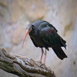 泰国必应bing广告投放渠道