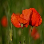 pinterest怎么开广告账户