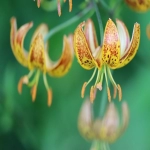 常用的国际聊天软件有哪些