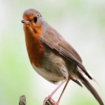 国外云服务器比较