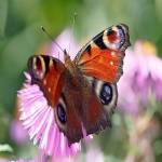 whatsapp怎么群发