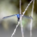 海外仓模式有哪些优势