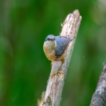 亚马逊qa是什么意思