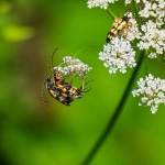 独立运营跨境电商平台