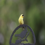 谷歌竞价排名公式