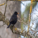 义乌工商注册申请流程