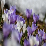 双清包税什么意思？