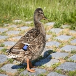 亚马逊物流的模式有哪些？