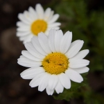 joybuy这个平台怎么样