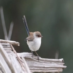 如何做小红书cpc投放