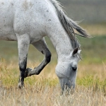 Youtube视频怎么下载?