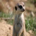 谷歌竞价和谷歌优化的区别