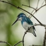 Tiktok印度开户价格