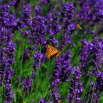 知识产权服务业：创新与竞争的平衡艺术