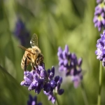 如何进行Facebook开户充值？