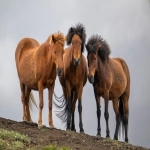什么是亚马逊跟卖