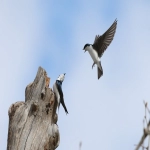 Pinterest广告在哪里投放