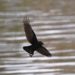 派安盈手续费：详解支付网关的成本与选择