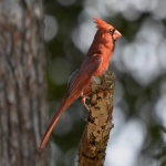 facebook代运营是什么