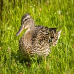 全球流行的聊天应用都有哪些？