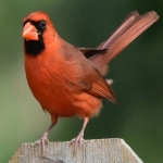 外贸建站公司有哪些岗位工作职责