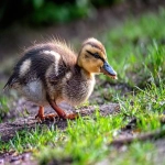 grabpay-新加坡的支付方式