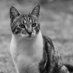 国内怎么上pinteres