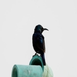 谷歌seo快速排名优化有哪些技巧