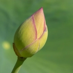 印尼tiktok信息流开户