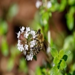 武汉的facebook代理商