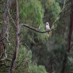 谷歌 Ads在哪里写自适应广告