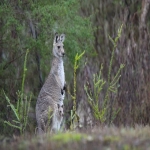 跨境收款平台有哪些