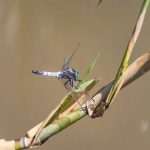 亚马逊跟卖如何操作