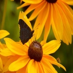 Yahoo头条号端口广告开户