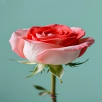 Facebook开户哪家效果好?