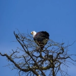 中东亚马逊：探索新兴市场的电子商务领航者
