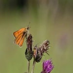 什么是亚马逊 Prime Day-