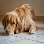 提运单号解密：电商跨境卖家的必备利器