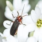 COD独立站建站系统