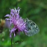 如何开展跨境电商论坛