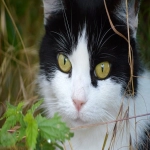 必应北京代理商找哪家