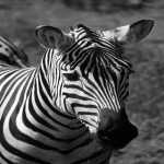 亚马逊怎么开手动广告