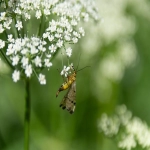 乐天日本:跨境卖家的增长利器,揭秘提高点击率的关键要点