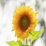 怎么使用e-bay？