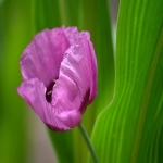 Pinterest：发现创意与实现梦想的网址平台